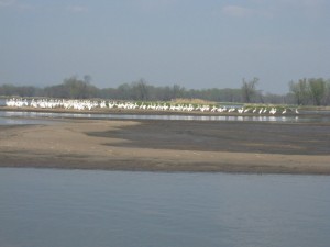 Pelican Migration - Goose Island