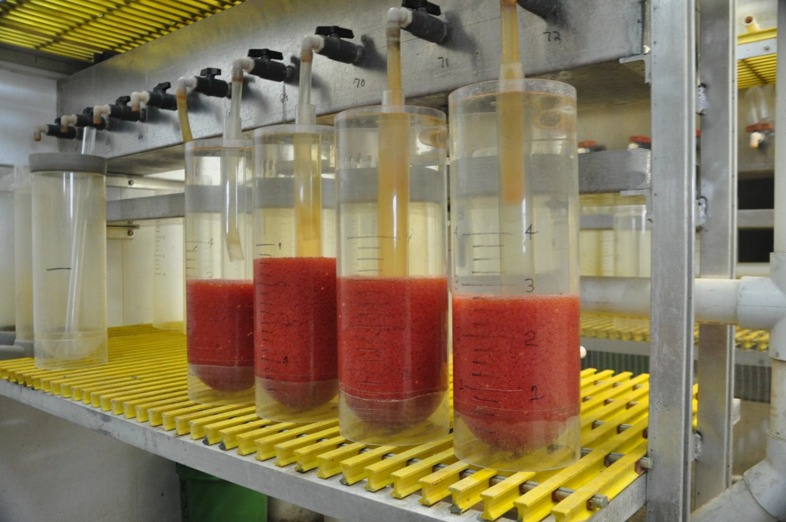 Rainbow Trout Eggs Arrive from Ennis National Fish Hatchery Friends